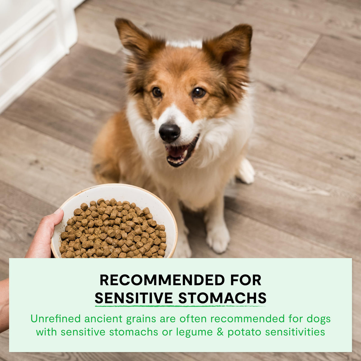 Dry Dog Food 22lb Bag W141