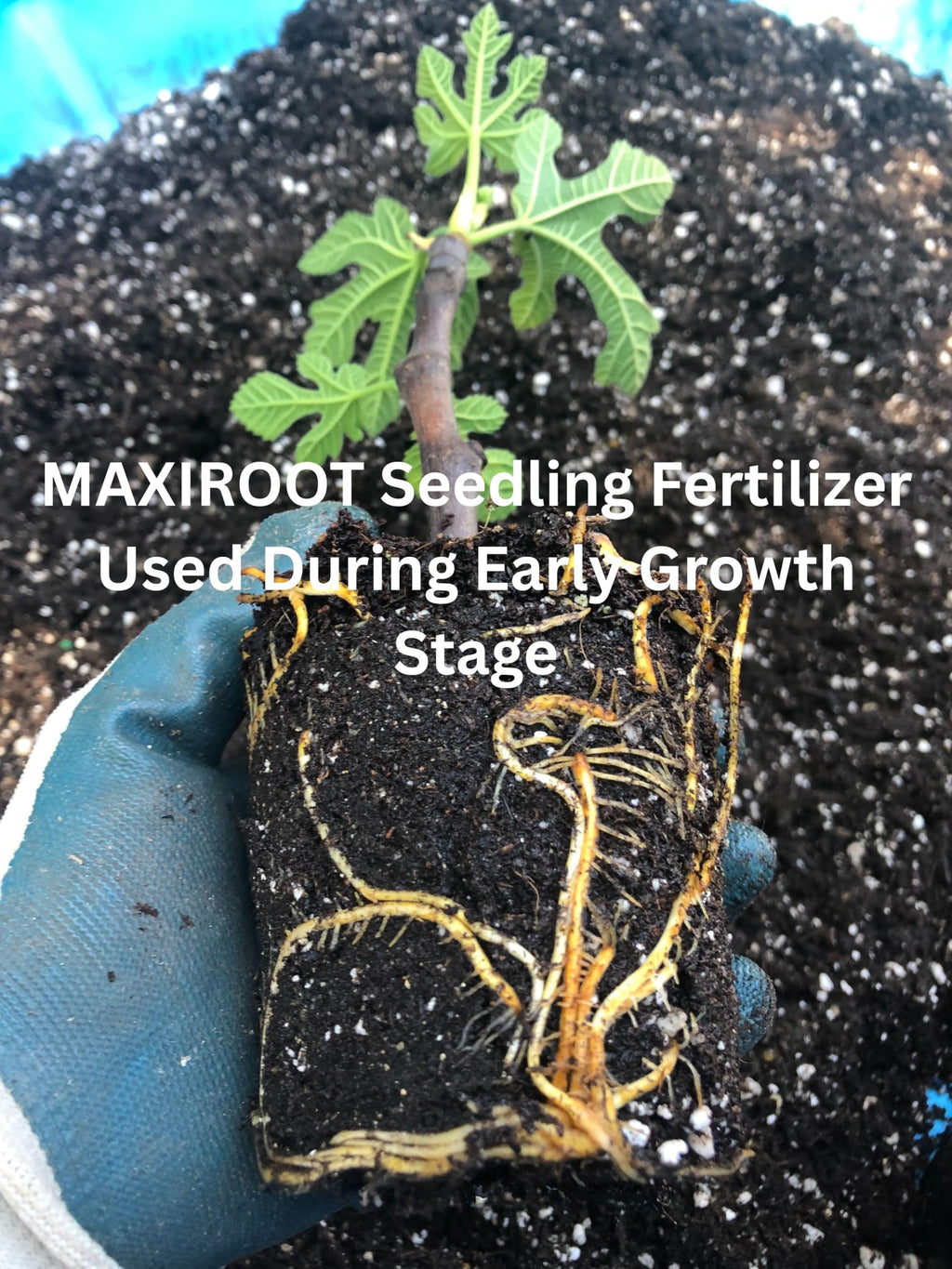 Liquid Fertilizer for Seedlings, Cuttings & Clones, 32 oz C6633